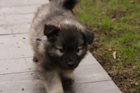 /album/fotogalerie-arkan-alias-modry/nemecky-vlci-spic-modry-913-jpg/